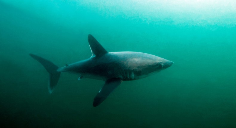 A Porbeagle shark.Getty Images