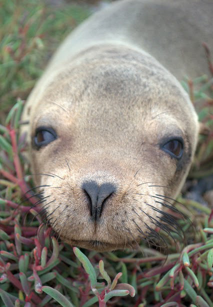 Wyspa Galapagos