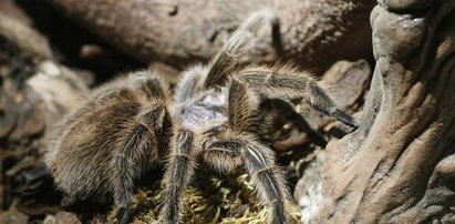 Tarantule atakują Bochnię!