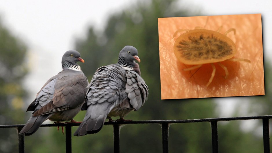 Obrzeżek gołębień na skórze człowieka. W tle gołębie siedzące na barierce