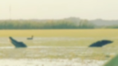 Aligator gigant pożera kaczki na Florydzie. Przerażające nagranie trafiło do sieci