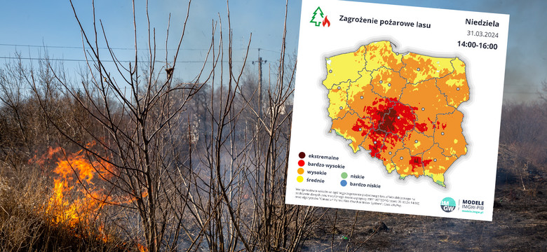 Ekstremalne zagrożenie pożarowe w lasach. Prognozy opadów są jednoznaczne [MAPY]
