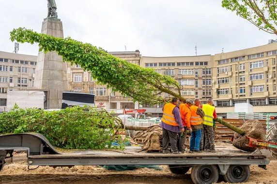 Zamiast małych sadzonek są duże drzewa. Tak zmienia się plac Wolności w Łodzi