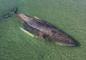 Nasukani kit u nemačkom zalivu Libek 23. marta | Foto: EPA/Sea Shepherd