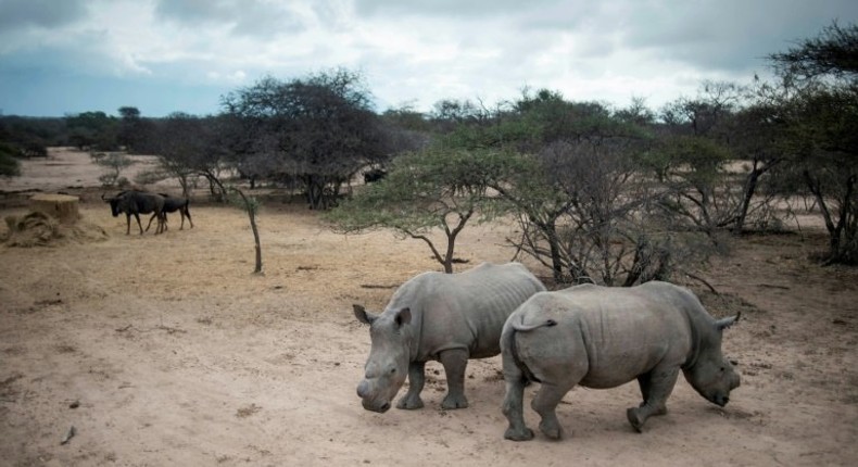 South Africa is home to 80 percent of the world's remaining rhinos