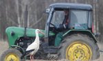 Przekopuję pole, żeby uratować bociana