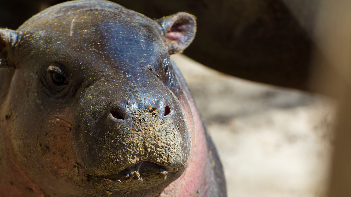 W łódzkim ZOO urodził się rzadki hipopotam [NAGRANIE]