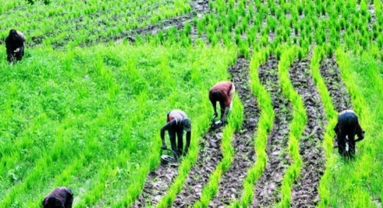 Farmers on the field