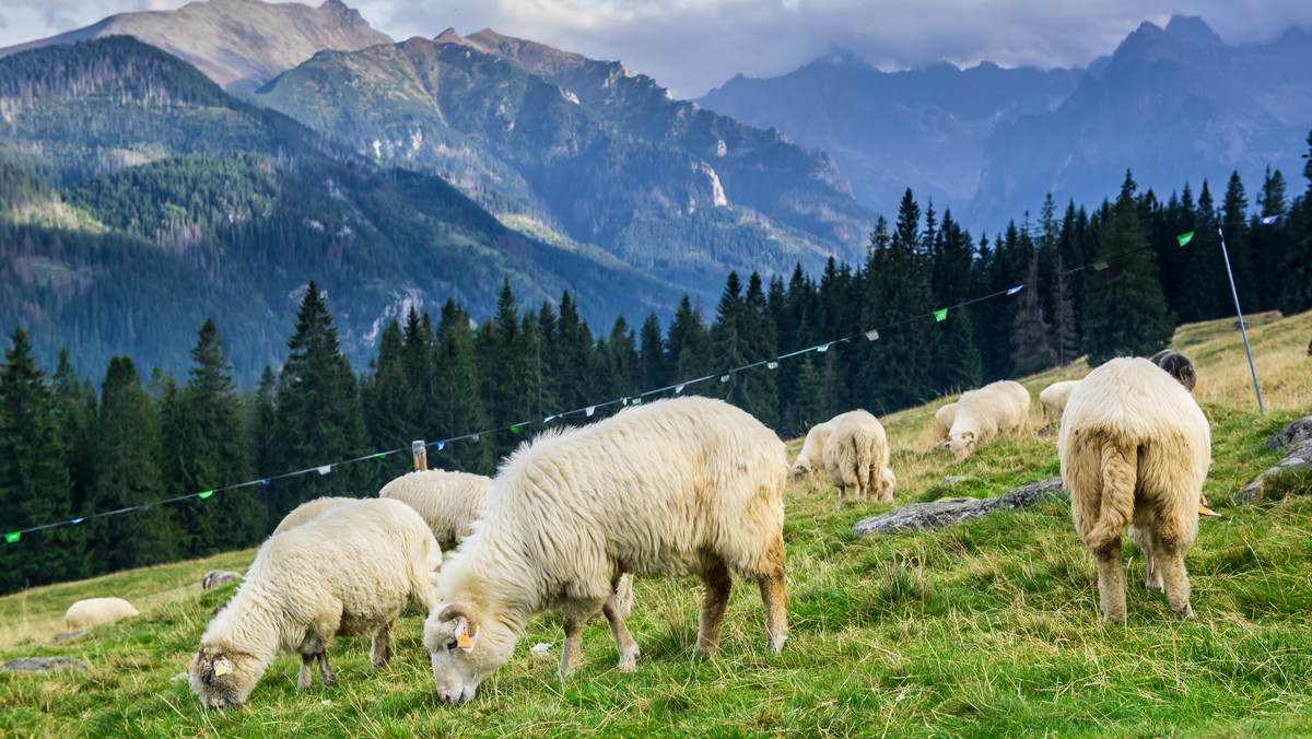 W krajach Unii Europejskiej, gdzie istnieją odpowiednie dopłaty, pasterstwo udało się uratować. W znacznie mniejszej obszarowo niż Polska Wielkiej Brytanii nadal hoduje się około 30 mln owiec, w Hiszpanii 23 mln, a w Grecji, Francji czy Włoszech po około 9-10 mln. W całej Europie ich pogłowie sięga 90-100 mln. Aż dziw, że u nas, mimo dogodnych warunków dla rozwoju ekstensywnego pasterstwa, tak bardzo zaniedbano tę sprawę.