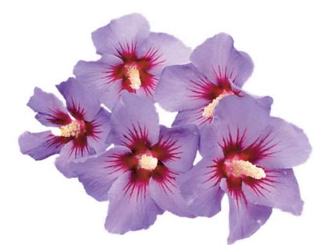 13431_bilje-hibisqs