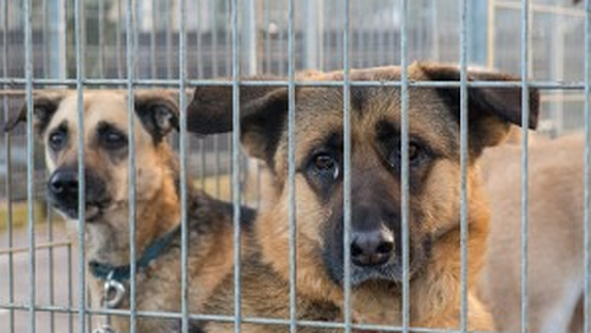 Do 10 grudnia Urząd Miejski w Elblągu czeka na zgłoszenia chętnych do prowadzenie schroniska dla bezdomnych zwierząt.