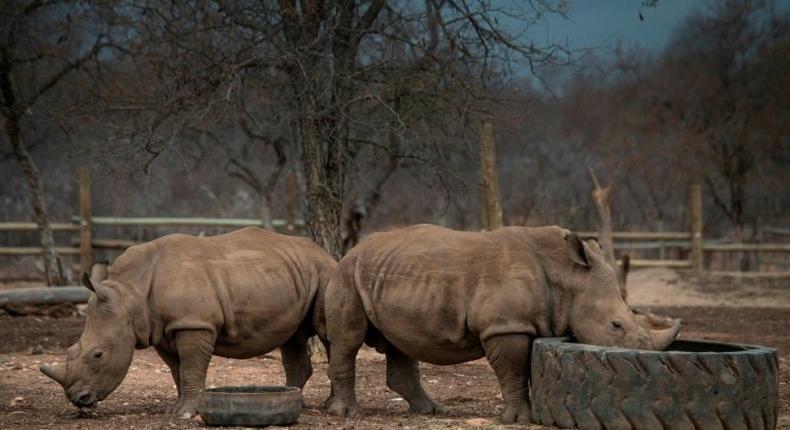 Rhinos at the Kahya Ndlovu Lodge in Hoedspruit, Limpopo province