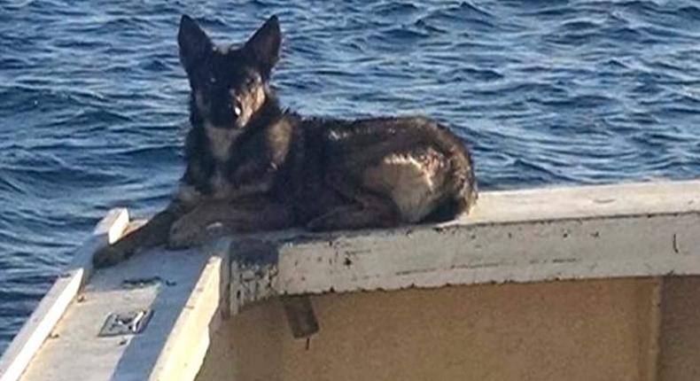 Dog found alive weeks after falling into the Pacific Ocean