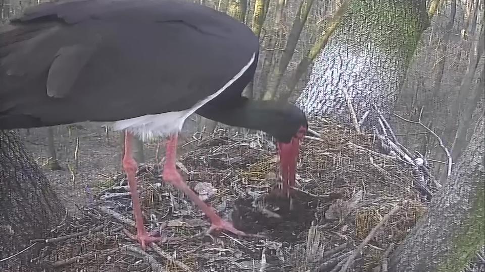 Megérkezett az első fekete gólya a gemenci erdőbe - Blikk