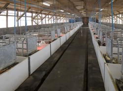 Znany europoseł PiS: Wyruszam na obronę świń