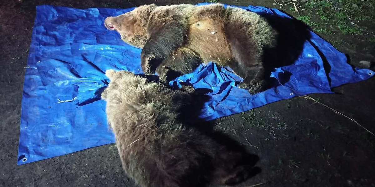 W Tatrach zastrzelono dwa niedźwiedzie. Internauci oburzeni.
