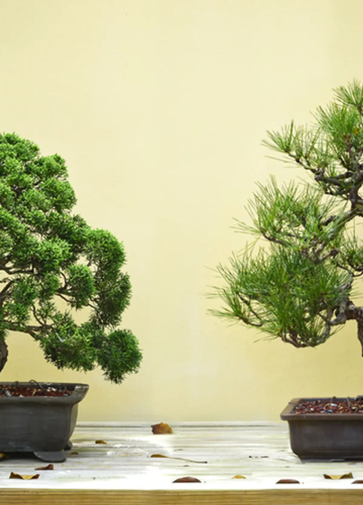 Drzewko bonsai  co to za rolina i jak j pielgnowa | Ofeminin
