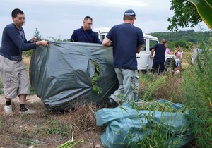 678372_kragujevacselo-brzanpolicija-unistava-zasade-marihuaneras-foto-nebojsa-raus