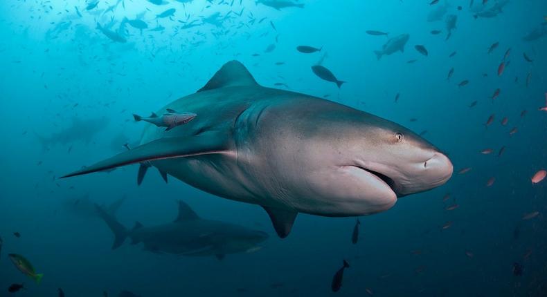 Bull sharks often frequent river systems that brings them into contact with humans.Alastair Pollock Photography/Getty