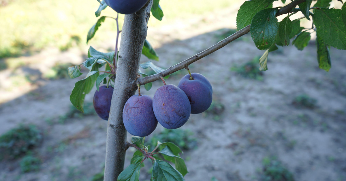 Avvolgilo attorno al tronco dell'albero per evitare le prugne senza vermi.  Brevetto strano, ma funziona