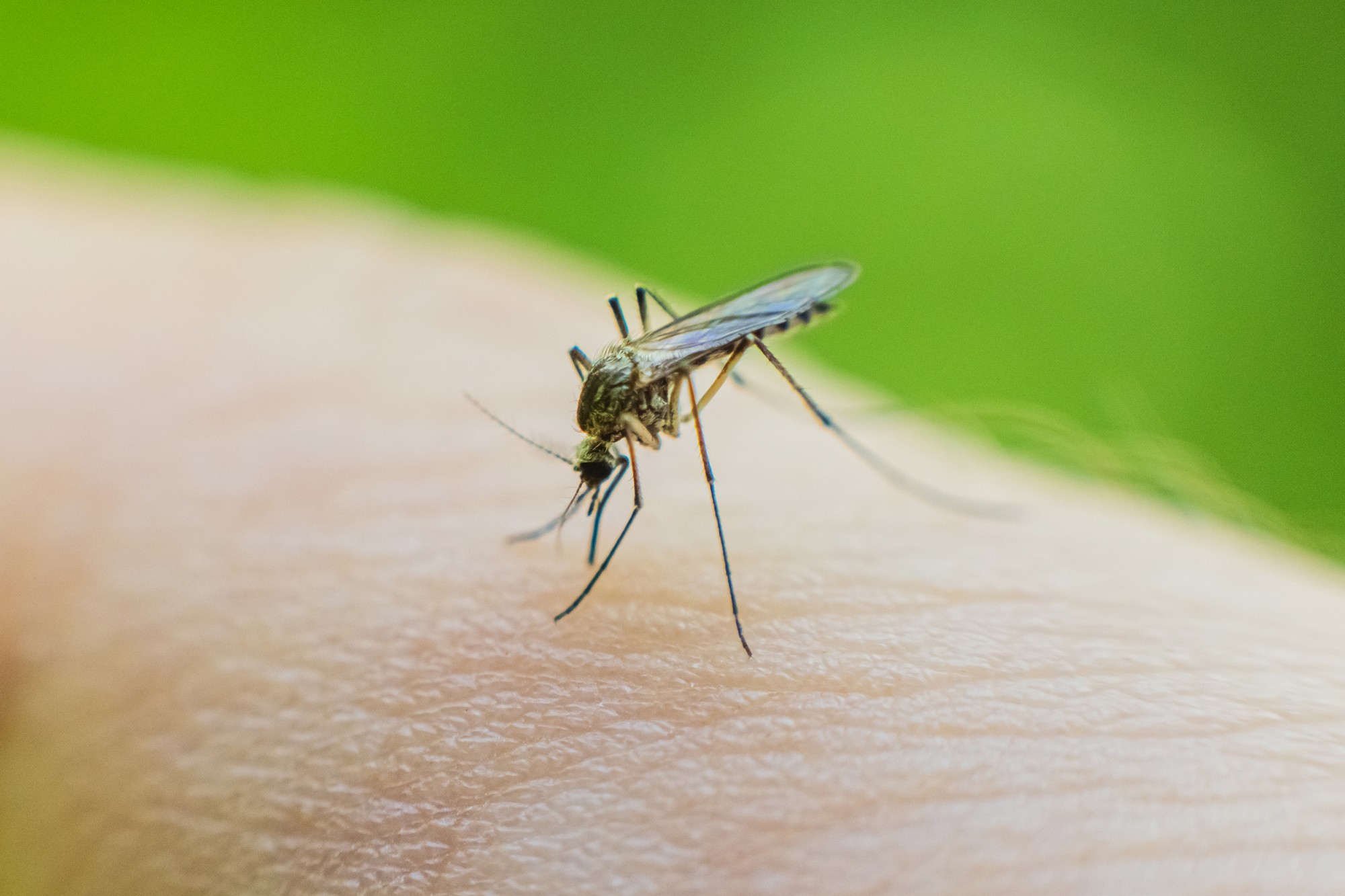 Some people are more attractive to mosquitoes. (illustration photo)