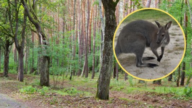 O tym kangurze mówiła cała Polska. Są przełomowe wiadomości