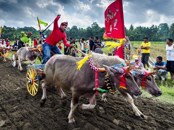 Buffalo Racing on Bali