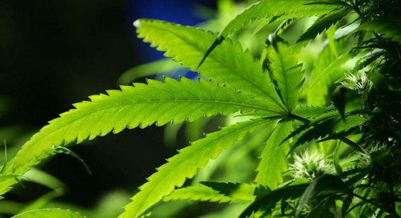 Ohio voters say 'no' to legalizing recreational marijuana use