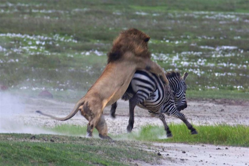 Brawo zebra! Lew dostał w pysk. FOTO