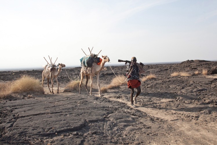 Przewodnik prowadzi wielbłądy po pustyni Danakil w północnej Etiopii