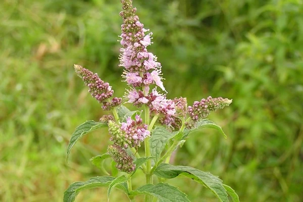 Nana: Smiruje, ali pomaže i kod nadimanja, grčeva, kašlja, reume, gripa...