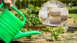 jakie rośliny podlewać drożdżami? jak zrobić nawóz z drożdży i jak często podlewać nim rośliny? nawóz z drożdży do jakich roślin