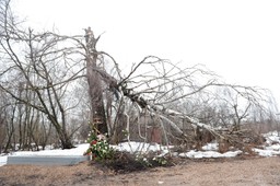 Śledczy nie przywiozą do Polski brzozy ze Smoleńska