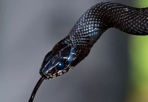 Węże mają łechtaczkę. Oto jak naukowcy łamią tabu żeńskich genitaliów