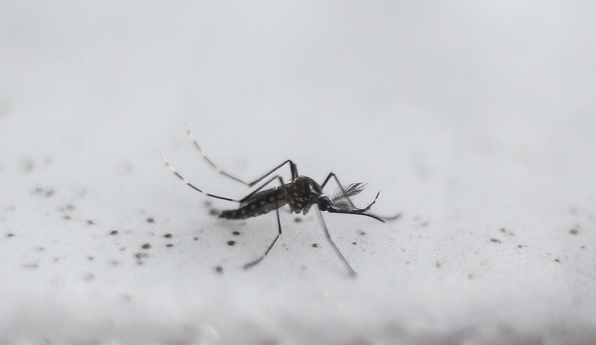 Prvi modifikovani Aedes aegypti komarac OX513A