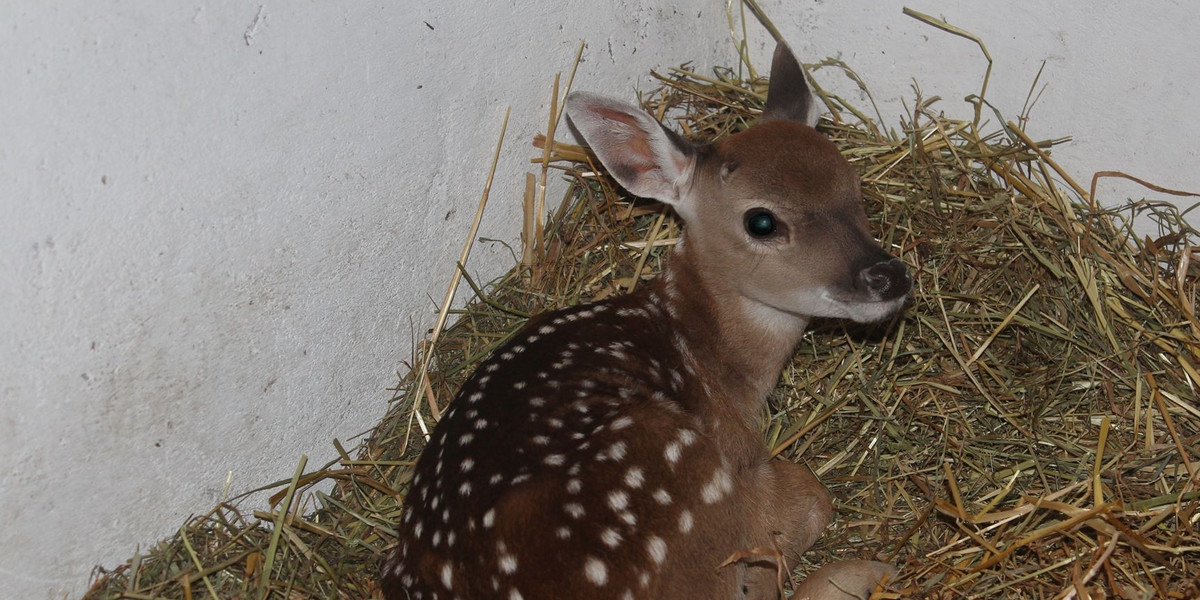 Urodziła się sika wietnamska w zoo w Warszawie