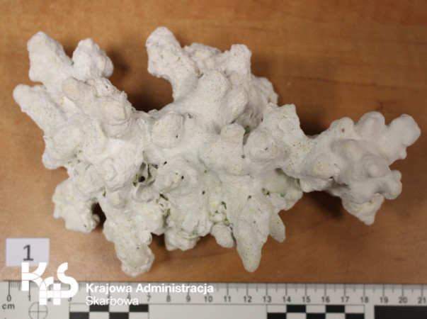 Jeden z 27 nielegalnie przewiezionych fragmentów rafy koralowej