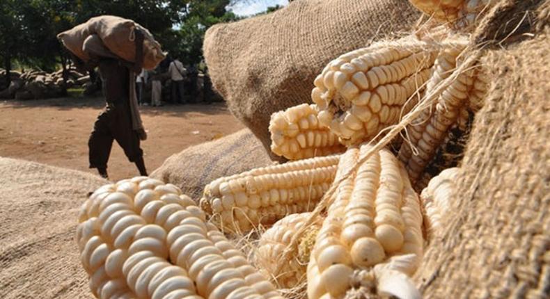 Maize association to strategise on CBN’s loan recovery. 