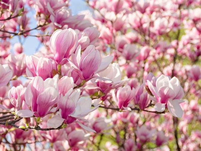 Magnolije su jedan od najlepših prolećnih prizora