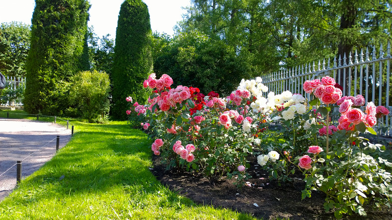 Uprawiając róże, należy pamiętać, aby zapewnić im odpowiedni dostęp do światła