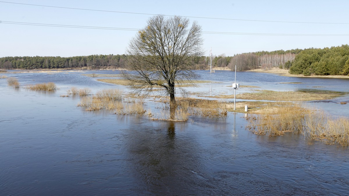 Rzadkie ptaki - dubelty - wróciły na tokowiska w Podlaskiem. Szczyt sezonu godowego przed nimi, a to okazja do obserwacji tych ptaków na obszarze Natura 2000 Dolina Górnej Narwi, gdzie realizowany jest projekt ochrony dubeltów.