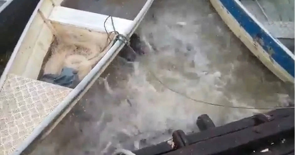 Meso u vodi punoj pirana nestaje u treptaju oka