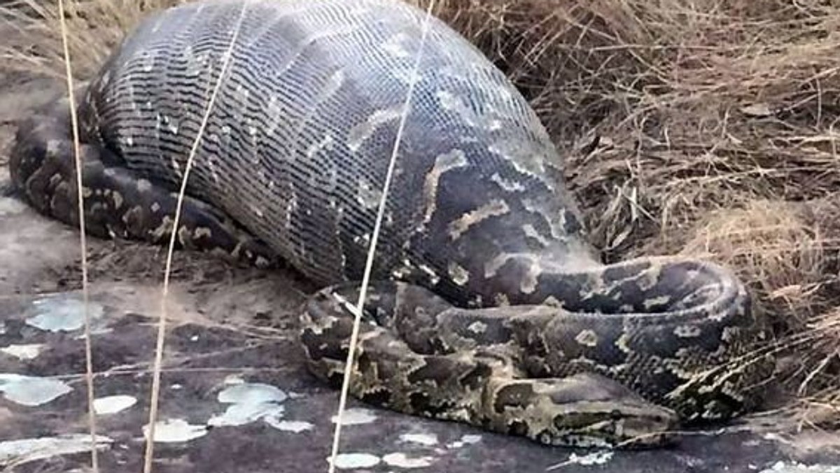 Ogromny pyton został znaleziony martwy po tym, jak połknął w całości 14-kilogramowego jeżozwierza. Jego igły podziurawiły gada od środka. O przykrej przygodzie węża pisze m.in. independent.co.uk.