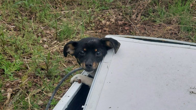 Pies porzucony w pralce w lesie. Uratowała go spacerowiczka