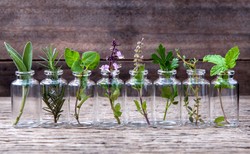 Tradycyjne indyjskie zioła mogą pomagać w cukrzycy [BADANIA]