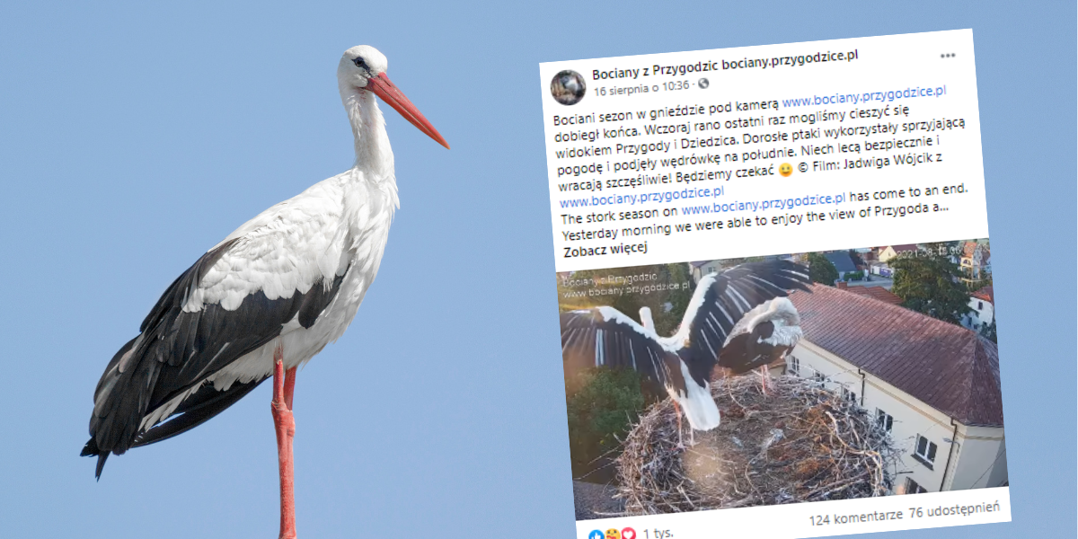 Podróż Bocianów Do Ciepłych Krajów Pytania Ostrów Wielkopolski. Bociany odleciały z Przygodzic do ciepłych krajów