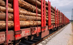 Tarcza antykryzysowa pozwoli branży drzewnej złapać oddech