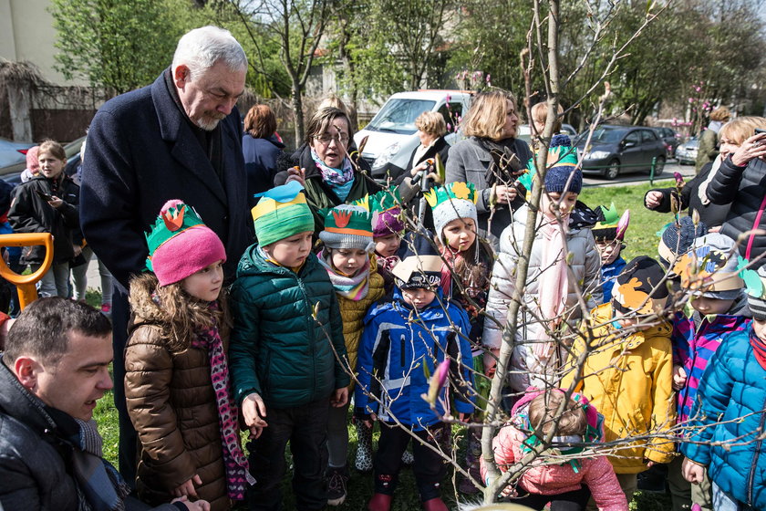 Magnolie ozdobią ul. Grottgera w Krakowie