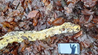 Wielki martwy wąż znaleziony w berlińskim parku