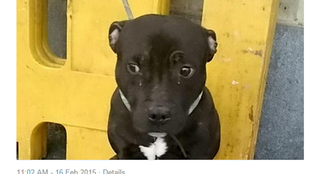 Zdjęcie płaczącego psa obiegło portale społecznościowe lotem błyskawicy. Internauci zakochali się w porzuconym czworonogu, ale są też wściekli na ludzi, którzy go porzucili - informuje "Daily Mirror".